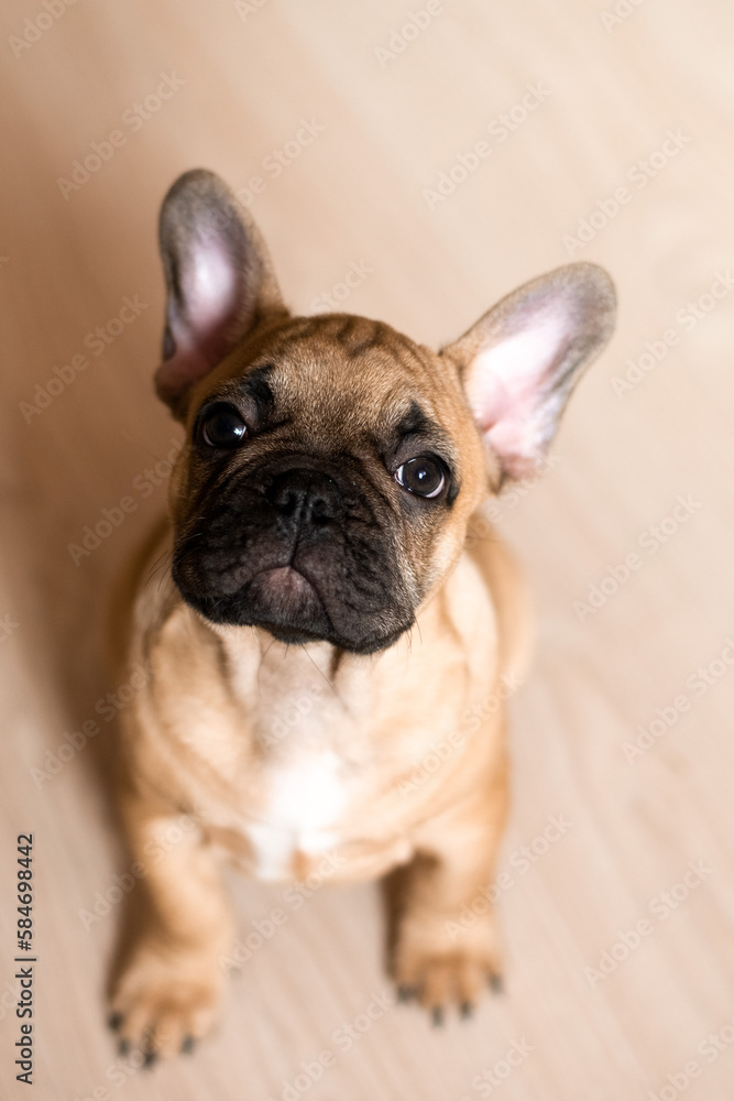 portrait picture of a French Bulldog puppy sitting on floor at home