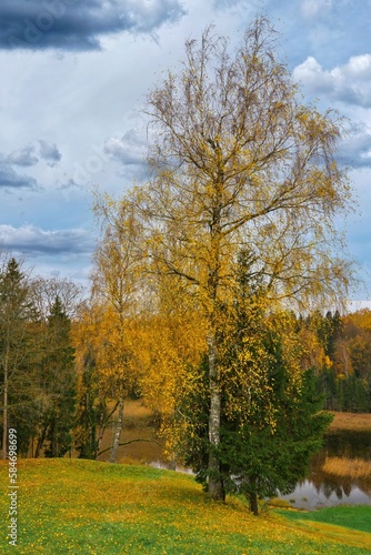 Beautiful autumn landscape. Birch and spruce nearby. River bank in autumn.