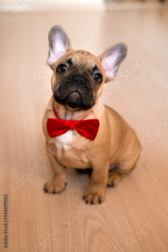 portrait picture of a French Bulldog puppy sitting on floor at home, wearing red bow tie © shapovalphoto