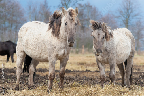 The Konik or Polish Konik   polski konik a Polish breed of pony - Equus ferus caballus on pasture. Photo from Czarnocin in West Pomerania in Poland.
