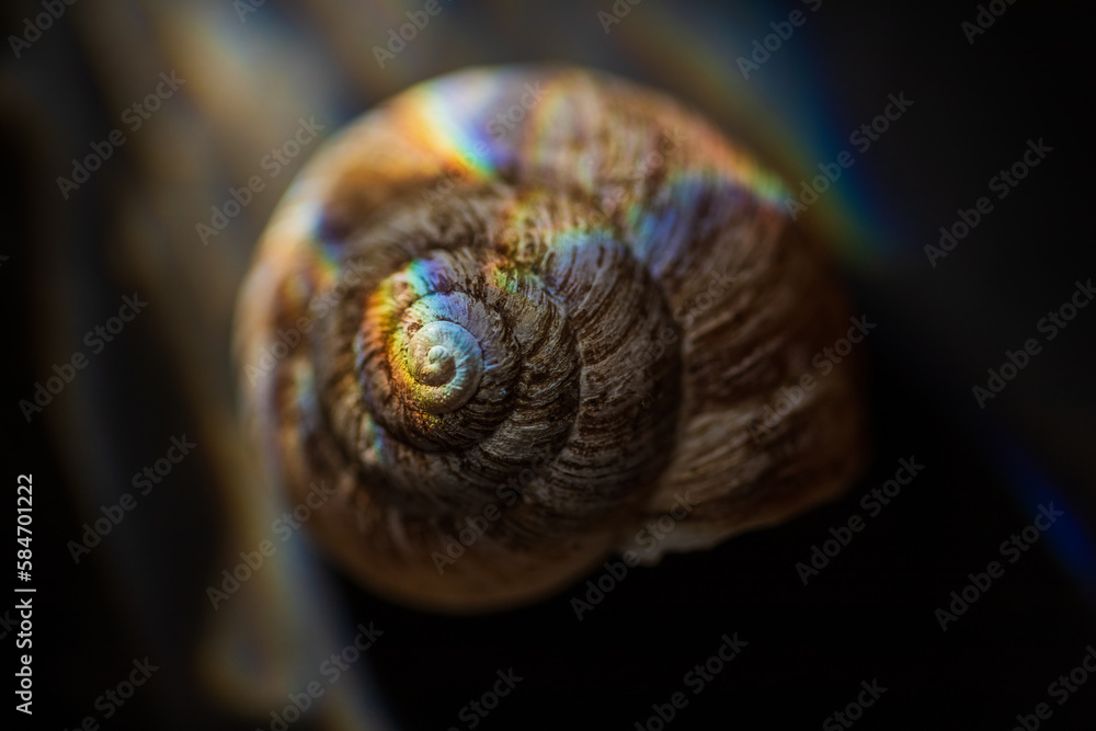 spiral shell macro in prism light spiral shell macro in prism light