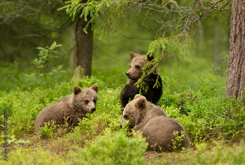 Close up of playful European brown bear cubs in a forest