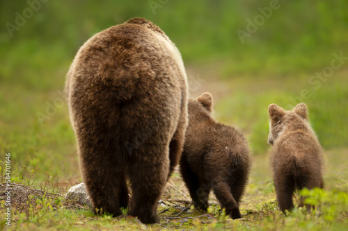 Mama bear with her cubs heading back to a forest