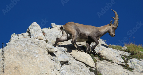 Young alpine ibex walking on a rock © u.perreten