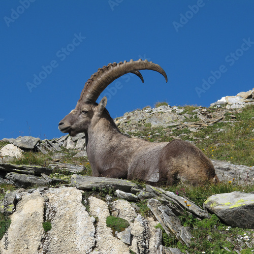 Resting male alpine ibex