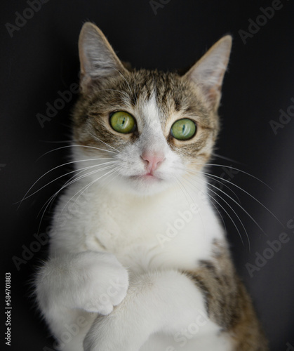 portrait of a cat © Эмин Алиев