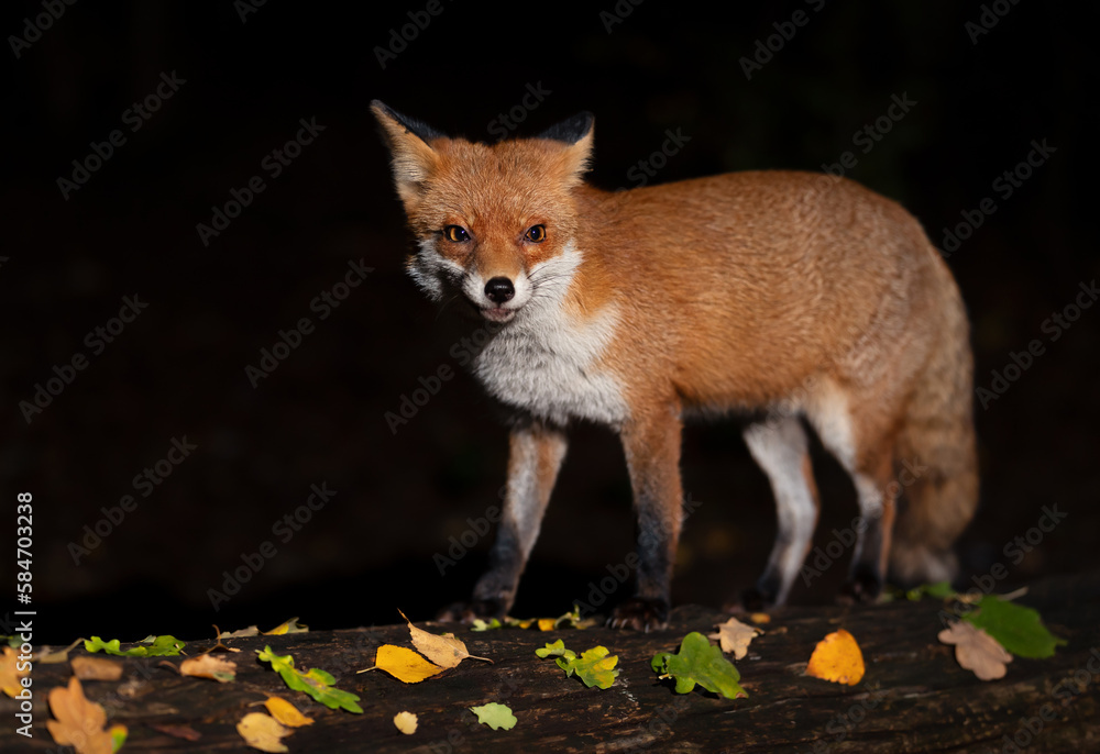 Close up of a Red fox in autumn at night