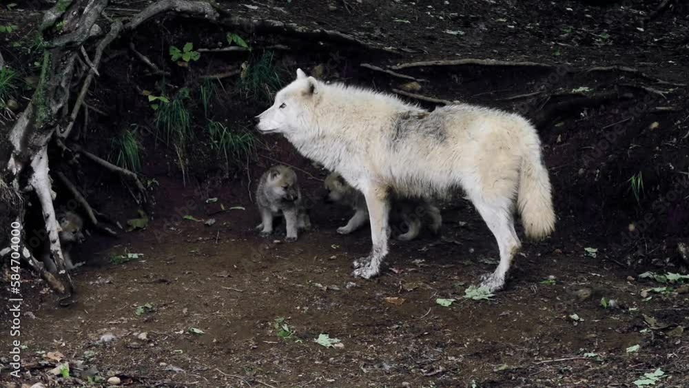 Arctic Wolf With Pups Arctic Wolf With Pups