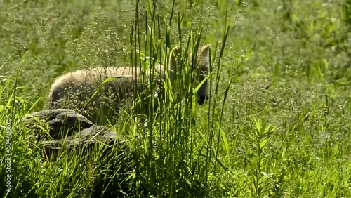 Arctic Wolf Pup In Long Grass