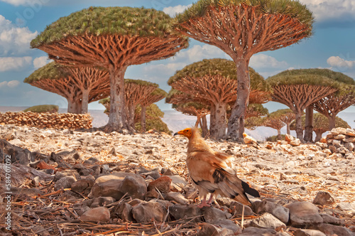 A vulture bird and a forest with dragon trees in the background. Fantasy landscape with a dragon tree. Symbol of the island of Socotra in the Indian Ocean. 