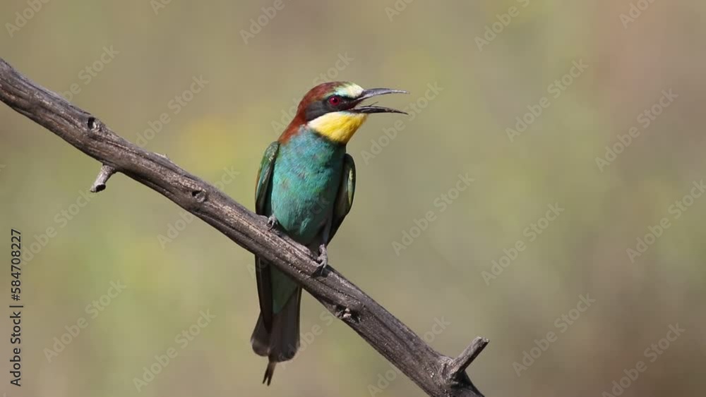 European bee-eater, Merops apiaster. A bird sits on a branch, opens its beak and looks around European bee-eater, Merops apiaster. A bird sits on a branch, opens its beak and looks around