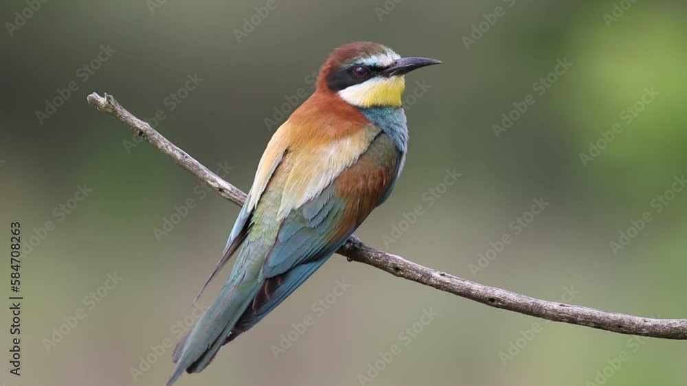 European bee-eater, Merops apiaster. Bird sitting on branch, close-up, smooth background European bee-eater, Merops apiaster. Bird sitting on branch, close-up, smooth background