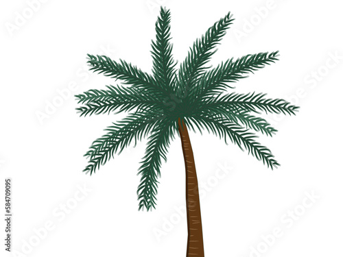 palm tree isolated on white background
