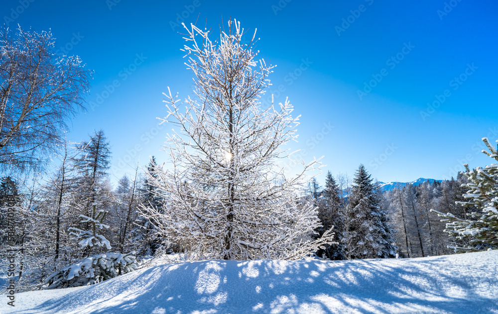 Winter forest in Seefeld, Austria Winter forest in Seefeld, Austria