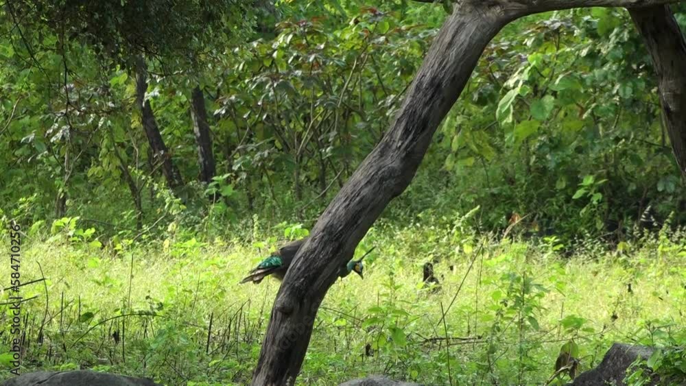 The beauty of the Green Peacock in Baluran National Park, Situbondo. In Baluran National Park, this bird is often found in the wild. The beauty of the Green Peacock in Baluran National Park, Situbondo. In Baluran National Park, this bird is often found in the wild.