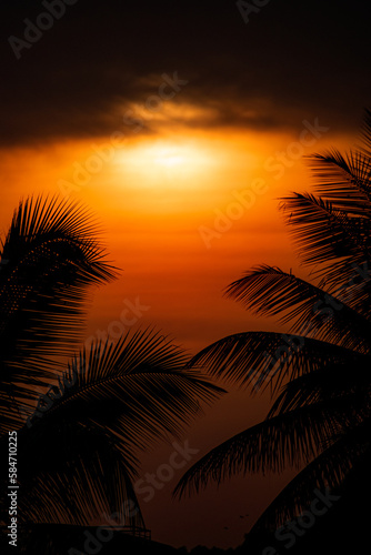palm tree sunset
