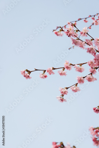 Kirschblüten im Frühling