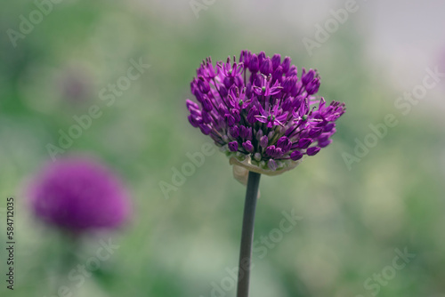 Konstfotografi Allium hollandicum persian onion dutch garlic purple sensation flowering plant,