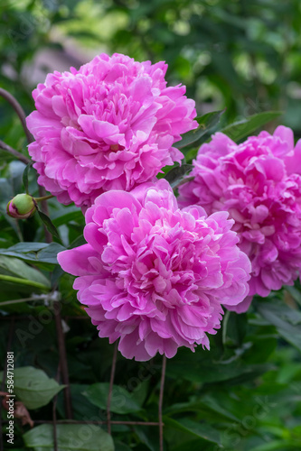 Paeonia officinalis common garden peony flower in bloom  light pink flowering petal plant shrub  green leaves
