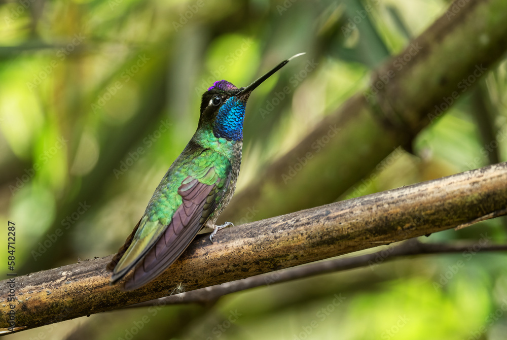 Obraz premium Talamanca Hummingbird - Eugenes spectabilis, beautiful colored hummingbird from Latin America woodlands and gardens, Volcán, Panama.