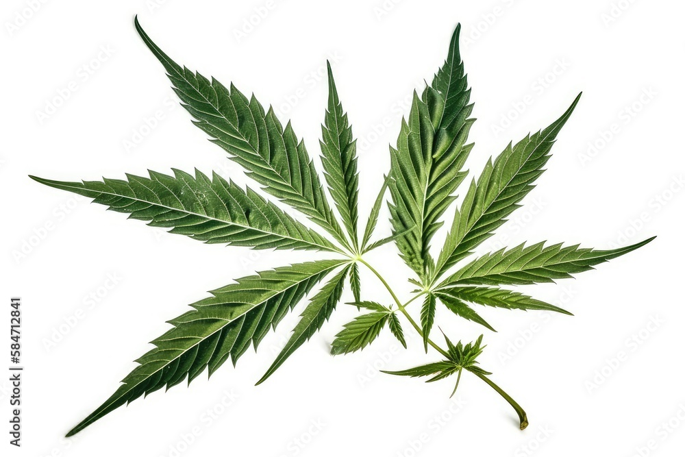 cannabis leaf isolated on white cannabis leaf isolated on white