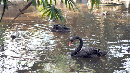 One beautiful black Swan floating on the lake surface. Black swan, Symbol of elegance.