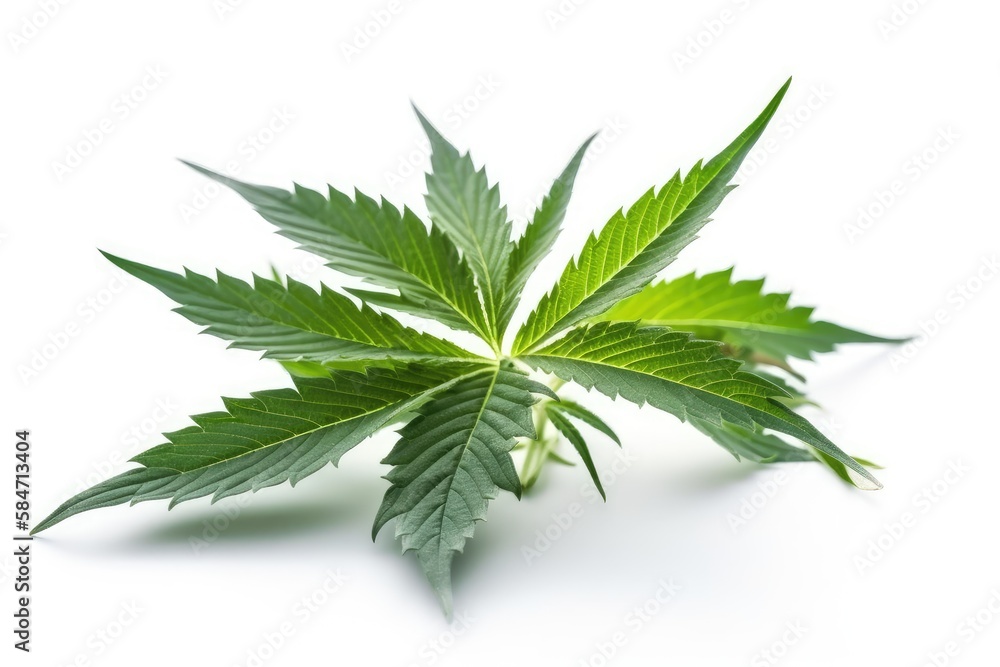 cannabis leaf isolated on white cannabis leaf isolated on white