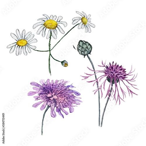 set of watercolor illustrations of korostavnik  cornflower and chamomile