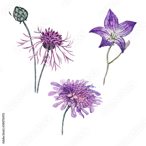 set of watercolor illustrations of korostavnik, cornflower and bluebell flower photo