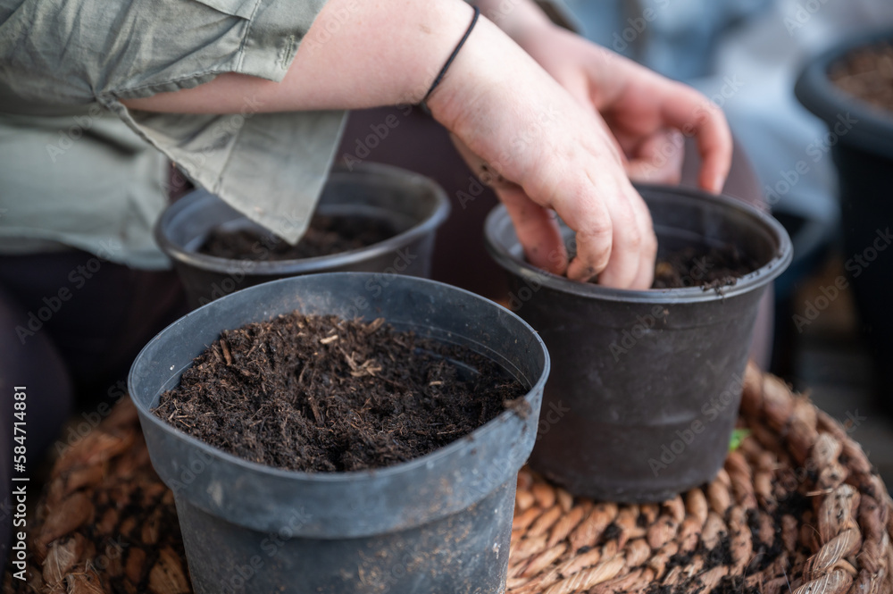 Close-up woman filling three black pots with plant soil standing on a table on the balcony, no visible face Close-up woman filling three black pots with plant soil standing on a table on the balcony, no visible face