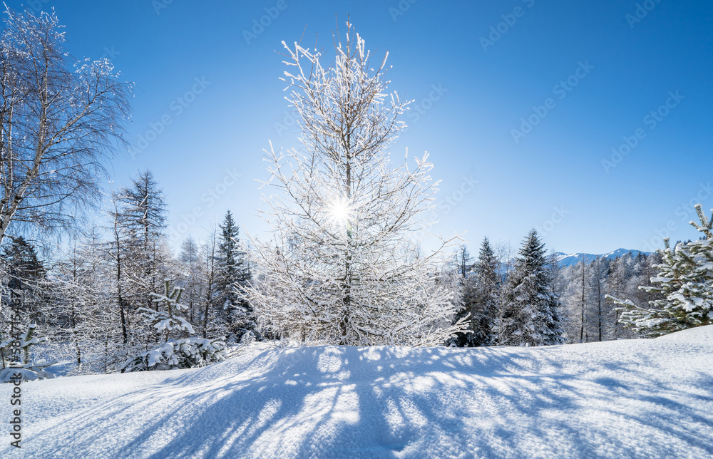 Winter forest in Seefeld, Austria Winter forest in Seefeld, Austria
