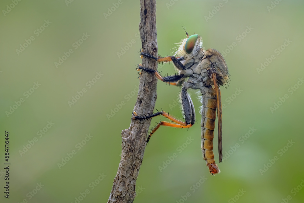 Naklejka premium robberfly on a branch