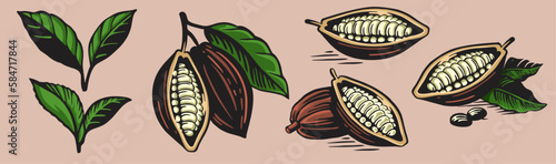 set of vector illustration of cocoa, cocoa bean, cocoa leaf and cocoa fruit