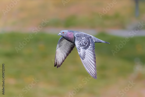pigeon flying in the light of a spring morning
