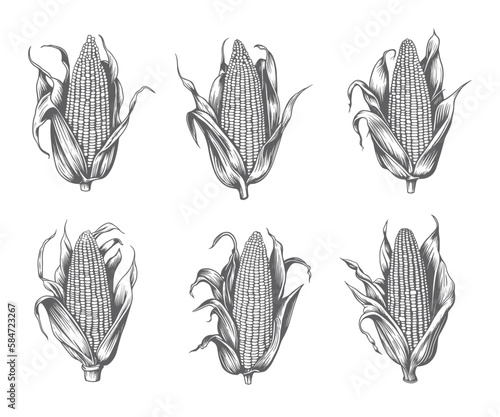 Corn verctor set. Ink sketch of maize isolated on white background. Maize hand drawn vector illustration. Retro style. Corn vintage pencil sketch. Engraving style