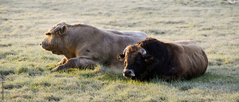 Fototapeta premium Bannière de deux taureaux de race Aubrac et Charolaise, allongés côte à côte dans un pré gelé au matin