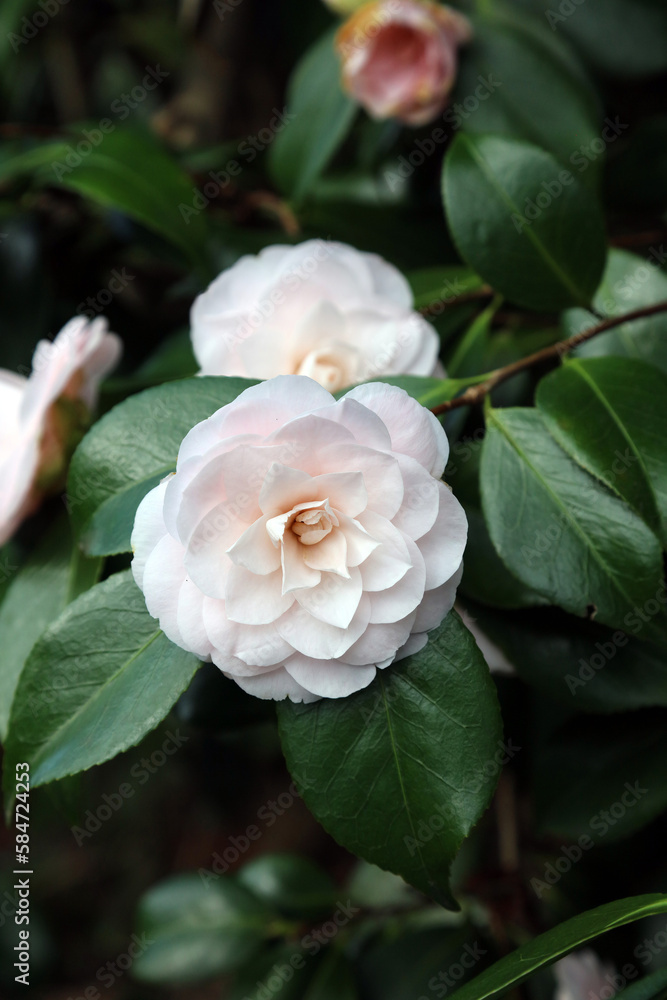 Pale pink Japanese Camellia blooms, Derbyshire England
Pale pink Japanese Camellia blooms, Derbyshire England