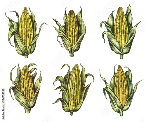 Corn verctor set. Ink sketch of maize isolated on white background. Maize hand drawn vector illustration. Retro style.Corn vintage pencil sketch. Engraving style