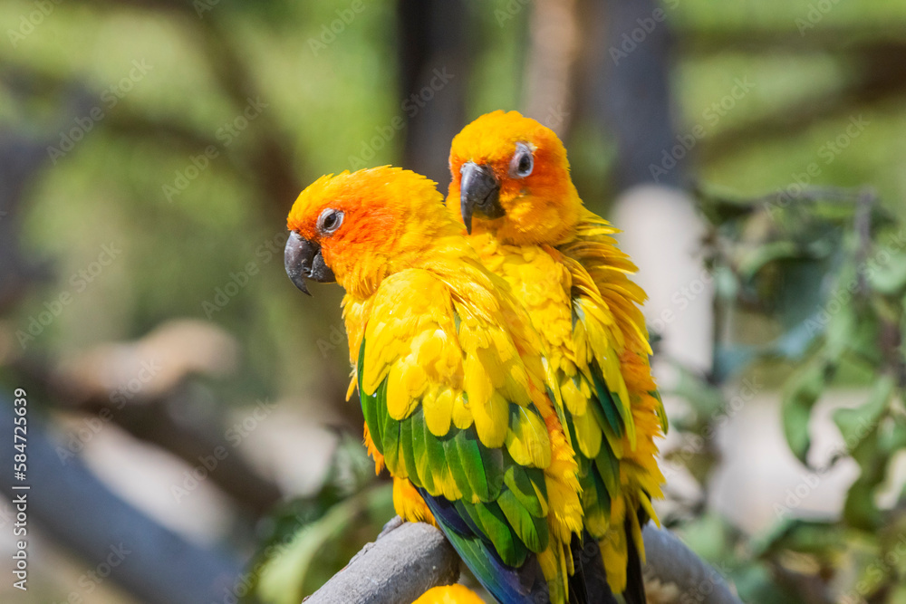 Obraz premium Sun Conure parrot in Chandigarh bird park