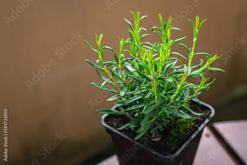 rosemary flower pot indoor plant in a pot healthy meal food snack on the table copy space food background rustic top view