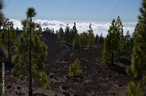 volcanic landscape with trees and clouds on tenerife