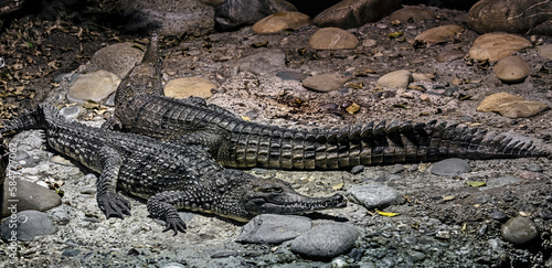 Two australian crocodiles on the ground. Latin name - Crocodylus johansoni