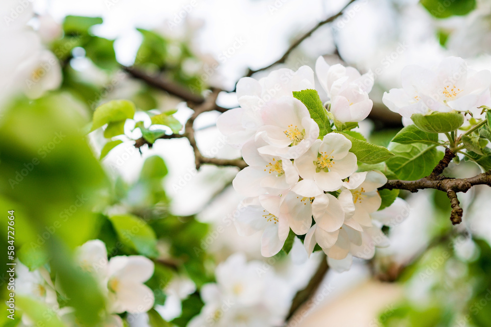 Floral background. Apple blossoms in spring. Soft selective focus.