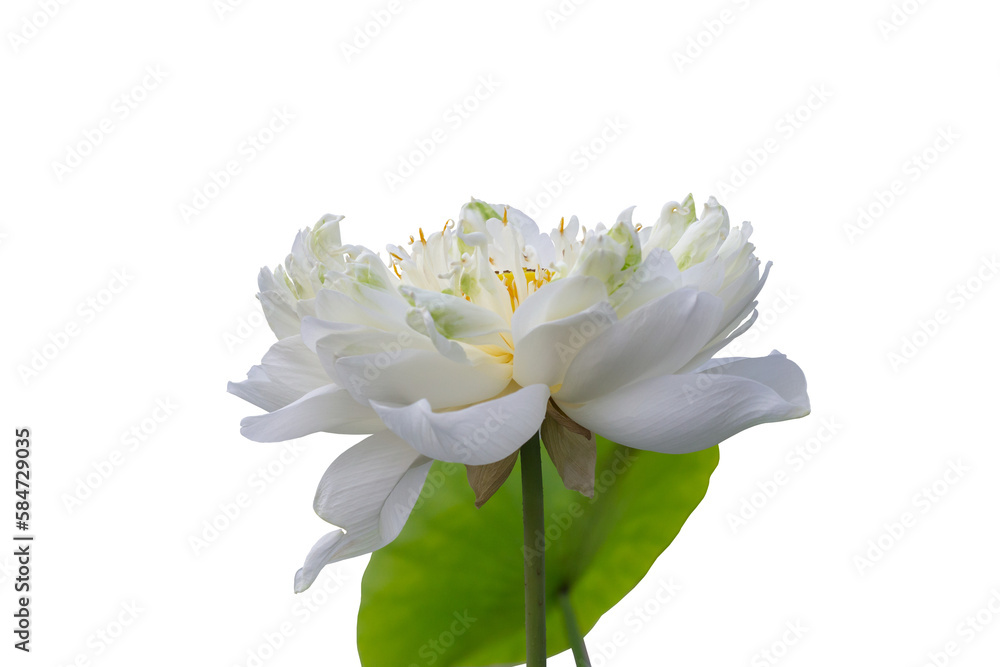 Beautiful white Indian Lotus or Bean of India with yellow pollen blooming isolated on white background included clipping path. Beautiful white Indian Lotus or Bean of India with yellow pollen blooming isolated on white background included clipping path.