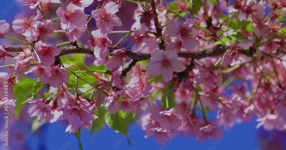 Kawazu cherry blossoms in spring season close shot Kawazu cherry blossoms in spring season close shot