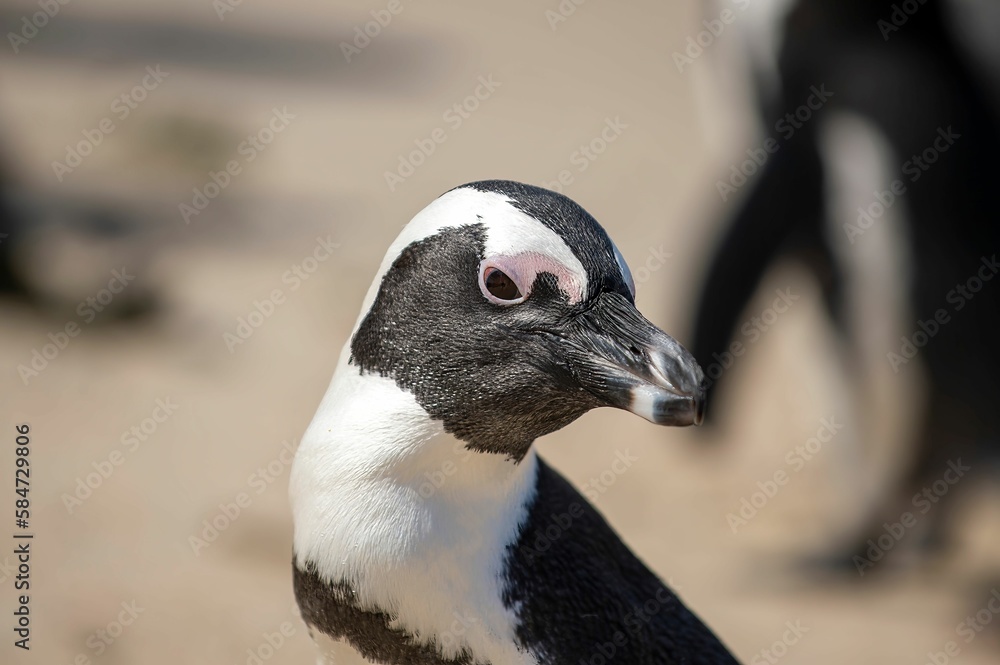 Naklejka premium Closeup of an African penguin at Boulders Beach in South Africa