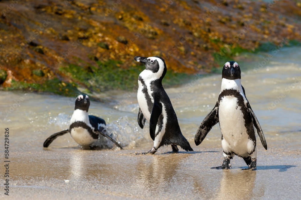 Naklejka premium Group of African penguins wading near the shore of Boulders Beach in South Africa