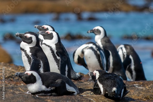 Group of African penguins on a rock at a coast of Boulders Beach in South Africa © Benjamin Gardner-hall/Wirestock Creators