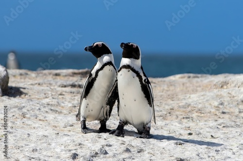 Closeup of a couple of African penguins walking on the sandy shore of Boulders Beach in South Africa
