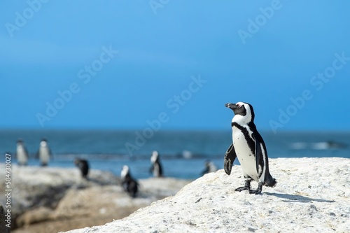 African penguin standing on a rock at Boulders Beach in South Africa, agaisnt a clear blue sky